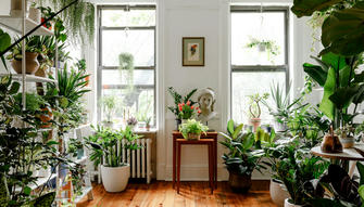 How to Decorate Your Home with Green Plants?
